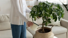 NE MORATE DA PIPATE ZEMLJU Žena pokazala kako da za sekund proverite treba li da zalijete cveće