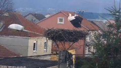 RODIĆ PROGNOZIRAO: "OVO JE POSLEDNJI SNEG" Došao i renovirao gnezdo, pa najavio pravo proleće