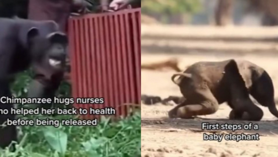 LJUDI, OVAKVU SREĆU NIKADA NISTE VIDELI! Pomogli su bolesnoj šimpanzi, a onda otvorili kavez - prizor će dirnuti i najvrđa srca (VIDEO)