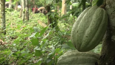 SKUPLJE I OD BAKRA: Od njega pravimo omiljenu poslasticu, a cena mu probila 9.000 dolara!