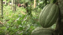 SKUPLJE I OD BAKRA: Od njega pravimo omiljenu poslasticu, a cena mu probila 9.000 dolara!