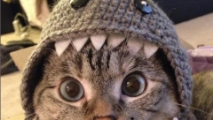 NAJBOGATIJA MAČKA NA SVETU Nala je usvojena iz azila i "teška" skoro 100 miliona evra