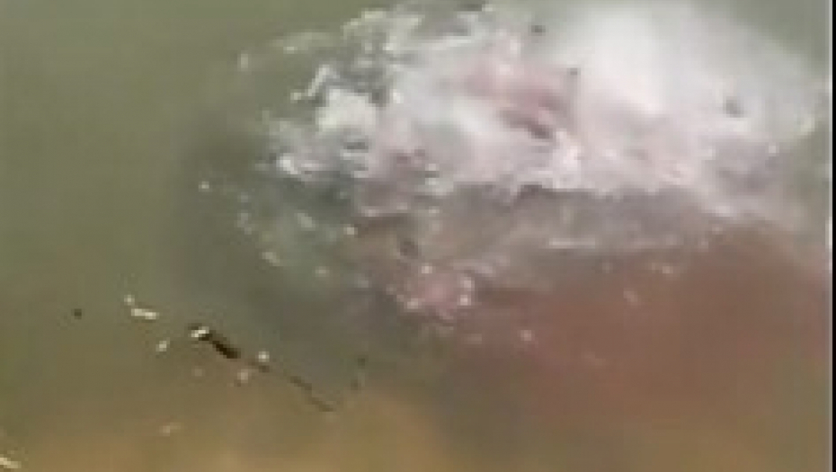 ZVERI SE OKUPILE OKO PLENA U ROKU OD MINUT Zaboravićete na plivanje u reci posle ovog snimka!
