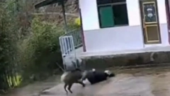 VEPRINA NAPALA ČOVEKA I POČELA DA GRIZE Mislio je da mu je kraj, ali onda je uradio nešto nezamislivo (VIDEO)