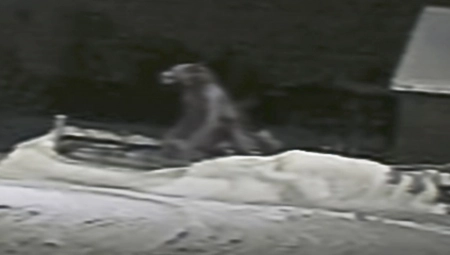 "BIO JE VISOK DVA METRA SA BLISTAVIM OČIMA..." Meštani u strahu od zveri: Imao je osobine psećeg stvorenja! (VIDEO)