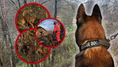 SPASAVAO JE LJUDE U TURSKOJ, A SADA TRAŽI MALU DANKU Pas Zigi stigao na teren, specijalno je obučen za ovakve zadatke (FOTO)
