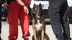 PAS ZIGI PRVI PUT USNIMLJEN NAKON CELODNEVNOG TRAGANJA ZA DEVOJČICOM Prošle godine je iskopavao ljude u Turskoj, nikada nije pogrešio (FOTO+VIDEO)