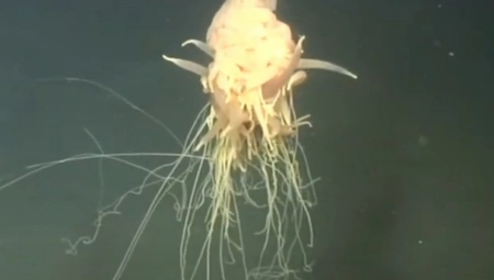 ''ŠPAGETI ČUDOVIŠTE'' Snimak neobičnog morskog stvorenja kruži internetom, nikako ga ne dodirujte! (VIDEO)