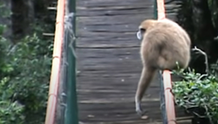 MAJMUNICA BEZGREŠNO ZAČELA? Ostala trudna bez kontakta sa majmunom! Otkrivena misterija nakon dve godine