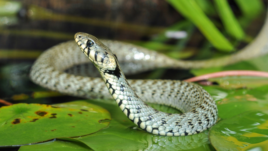 NAJEZDA OMRAŽENIH GMAZOVA! Vatrogasci u centru grada imali pune ruke posla
