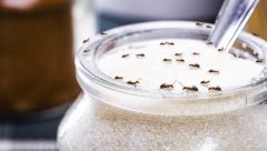 OTERAJTE MRAVE IZ KUĆE I DVORIŠTA Ne podnose miris i ukus ove biljke, pa će pobeći i neće se vraćati