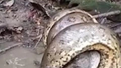 ANAKONDA U AKCIJI Nije mu bilo spasa (VIDEO)