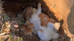 OVAKO NEŠTO NIKADA NISTE VIDELI! Zečica ušla u rupu, a onda... (VIDEO)