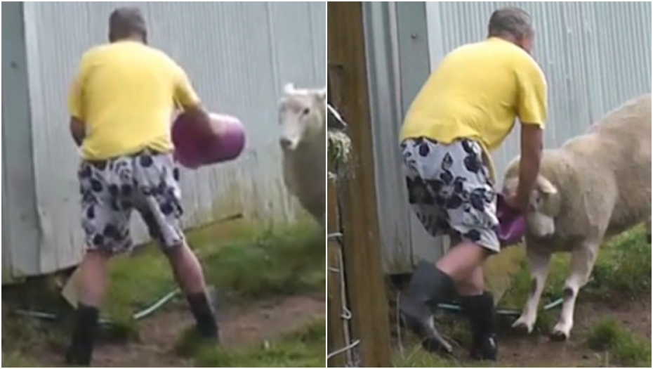 "OOOOOJS!" Ovca načisto poludela, pa krenula da se bije - morala da radi kofa! (VIDEO)