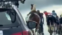 ĐIHA, ĐIHA, ČETIR' NOGE Konj pomislio da je BICIKL, a onda se pojavio JUNAK da spreči tragediju (VIDEO)