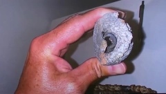 KOMAD METALA PAO S NEBA I PROBIO KROV KUĆE Sumnja se da je došao iz svemira, NASA istražuje incident