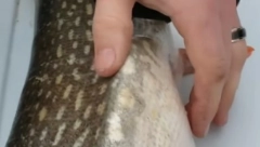 ULOVILI RIBU, ZATIM JE RASPORILI Kad su videli šta ima u stomaku, zaledila im se krv u žilama! (VIDEO)