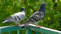 KAKO OTERATI GOLUBOVE Postavite ovo na terasu i više vam nikada neće dosađivati, sve imate u kući!