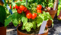 BIĆE VEĆI I SOČNIJI Provereni recept za prihranu paradajza