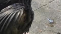 POGLEDAO KROZ PROZOR, PA SE SLEDIO OD ŠOKA Čuo se zvuk IZ PAKLA, ovakvo buđenje mu uopšte nije prijalo (VIDEO)