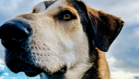 PREDOMISLILI SE Udomili psa, pa ga posle pola sata VRATILI zbog OVOGA (FOTO)