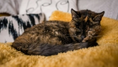 NADŽIVELA DVOJE VLASNIKA Ovo je najstarija mačka na svetu, trenutna gazdarica joj je vršnjakinja! (VIDEO)