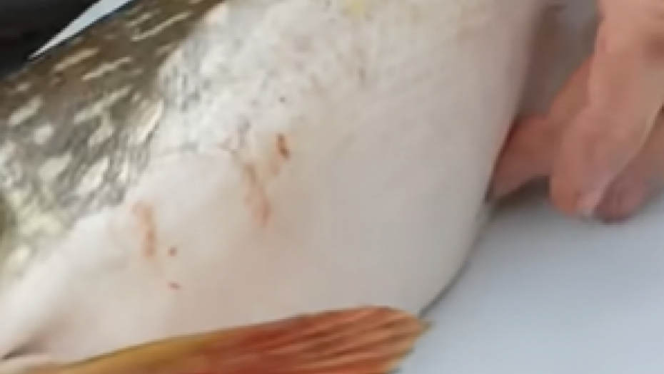 RIBARI SE SLEDILI OD STRAHA Upecali ribu, pa primetili da joj se nešto POMERA U UTROBI (VIDEO)