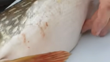 RIBARI SE SLEDILI OD STRAHA Upecali ribu, pa primetili da joj se nešto POMERA U UTROBI (VIDEO)