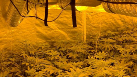 DEDA UZGAJAO MARIHUANU Policija u Aleksincu stavila lisice na ruke Z. J. (70)