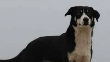 KAO NA FILMU Francuskinja izgubila psa na letovanju u Grčkoj, pa ga posle godinu dana našla u Srbiji! (FOTO)