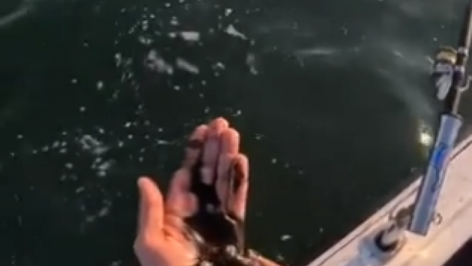BESPLATNO TETOVIRANJE Čovek premazao ruke MASTILOM IZ LIGNJE, pa se GORKO POKAJAO (VIDEO)