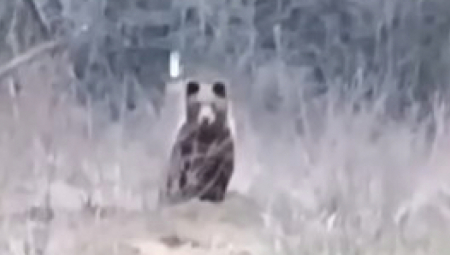 MUŠKARAC IZ BOSNE HRANI DIVLJU ZVER Neverovatan snimak šokirao region! (VIDEO)