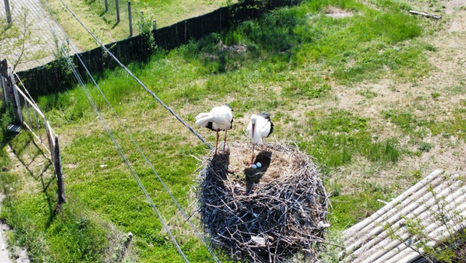 IZ VRELE AFRIKE PRAVO U SRCE SRBIJE Rode mogle da biraju bilo koje mesto na svetu ali su došle baš OVDE (FOTO)