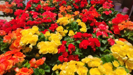 AKO ZASADITE OVU BILJKU IZA KUĆE, BIĆETE BOGATI Legenda o cvetu starom 95 MILIONA godina