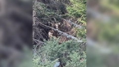 "SRELI SMO SE OČI U OČI, A IMA IH JOŠ" Matija na Kopaoniku nabasao na šumskog gorostasa i sve snimio telefonom!