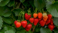 SAČUVAJTE JAGODE  Ovo je najbolji način da oterate štetočine, nema potrebe za hemikalijama