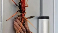 PRETRNUO OD STRAHA Bacio pogled na frižider, pa se sledio zbog STVORENJA koje je video na njemu (FOTO)