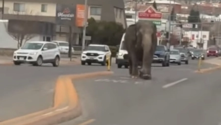 SLONICA ŠETA GRADOM Pobegla iz cirkusa, nastala frka i panika na ulici (VIDEO)