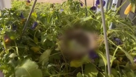 ČUDO U MARICINOM DVORIŠTU Prišla da zalije cveće, pa ugledala nešto neverovatno u saksiji! (VIDEO)