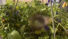 ČUDO U MARICINOM DVORIŠTU Prišla da zalije cveće, pa ugledala nešto neverovatno u saksiji! (VIDEO)