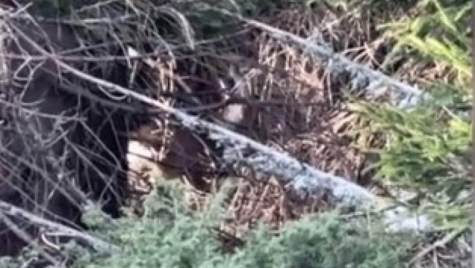 MATIJA NA OBODU KOPAONIKA PRVI PUT UGLEDAO DIVLJU ZVER Meštani kažu da se često susreću sa njima! (VIDEO)