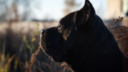 UHVAĆEN PAS KOJI JE IZUJEDAO DEVOJČICU I DEČAKA Zaposleni u Zoo-službi  još ne mogu da utvrde ko je vlasnik