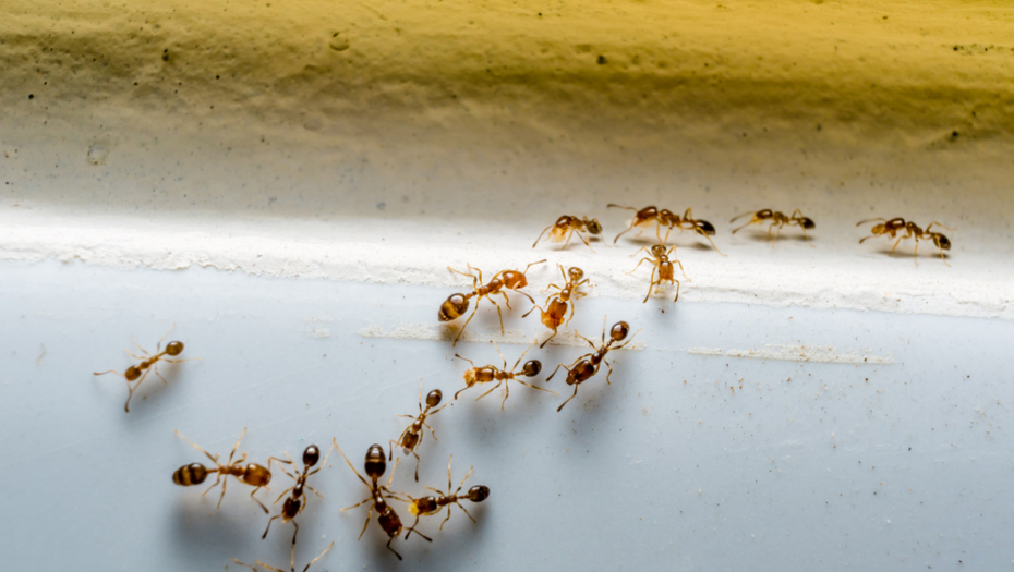 KREĆE NAJEZDA MRAVA, ALI PAZITE KOJE PESTICIDE KORISTITE! Umeju da budu štetni po ljubimbe i DECU!