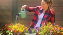 NAJBOLJI TRIK ZA RASKOŠNO CVEĆE Cvetaće tri puta brže ako ga zalijete ovim domaćim rastvorom