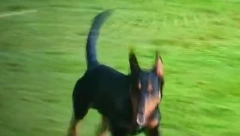PREKINUT MEČ NA "ČIKA DAČI" Nezvani gost utrčao na teren, niko nije mogao da ga savlada (VIDEO)