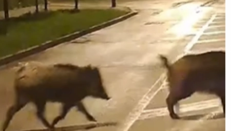 DIVLJE SVINJE IZAŠLE U GRAD Šetkale se ulicom, pa nastavile dalje svojim putem (VIDEO)