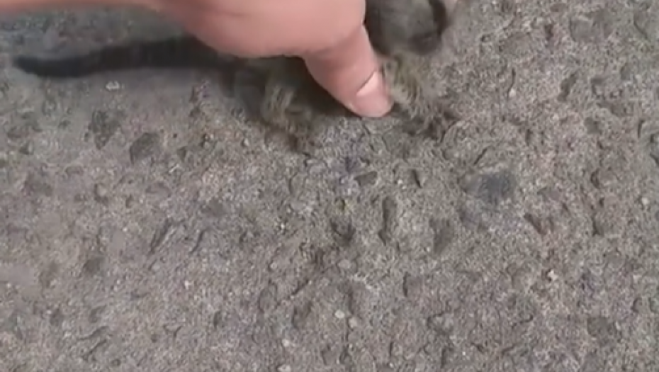 VRATIO GA MAJCI Čovek spasao mladunče koje je nepomično ležalo na zemlji, reakcija životinjice će vas raznećiti (VIDEO)