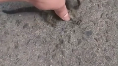 VRATIO GA MAJCI Čovek spasao mladunče koje je nepomično ležalo na zemlji, reakcija životinjice će vas raznećiti (VIDEO)