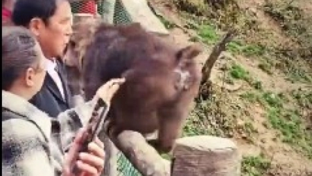 PRVI SNIMAK UŽASA U ZOO VRTU Majmun ugrizao čoveka za lice, prizor je kao iz noćne more (UZNEMIRUJUJĆI VIDEO)