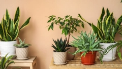 NEĆETE VEROVATI KOLIKO JE LAKO Sukulenti su prelepi i ne zahtevaju mnogo pažnje, evo koliko ih često treba zalivati